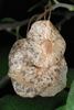 Fruit Close-up (Jackson County, TX)-Early Fall