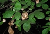 Leaves and fruit (Jackson County, TX)-Early Fall