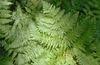 Pteridium aquilinum