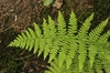 Pteridium aquilinum