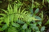 Pteris