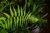 Pteris