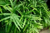 Pteris cretica