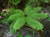 Pteris tripartita