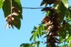 Pterocarya stenoptera