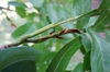 Pterocarya stenoptera
