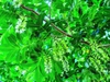 Pterocarya stenoptera