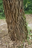 Bark