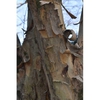 Bark