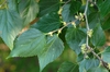 Buds and Leaves