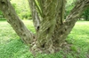 Trunk and bark