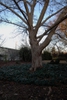 Pterokarya during winter in the J.C. Raulston Arboretum (2019)