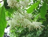Clusters of white flowers.