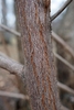 Reddish bark.