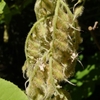 Pendulous panicles of hispid hairy fruits.