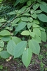 Shoot with alternate ovate leaves.