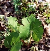 Sanguinaria canadensis