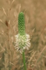 Sanguisorba canadensis