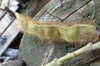 Pueraria lobata
