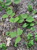 Pueraria lobata