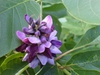 Pueraria lobata