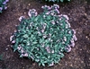 Pulmonaria saccharata