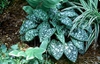 Pulmonaria saccharata