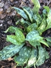 'Trevi Fountain' Leaves - October - Wake Co., NC