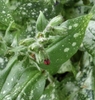 'Trevi Fountain' Flower & Leaves - April 15 - Wake Co., NC