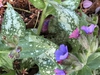 'Trevi Fountain' Flower & Leaves Closeup - Wake Co., NC