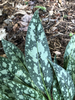 Close-up of a dark green variegated leaf