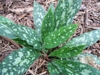 Dark green leaves with large silver blotches