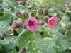 Pulmonaria officinalis