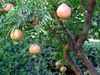Punica granatum