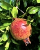 Fruit - September - Warren Co., NC