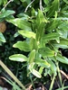 Leaves - Sept. 13 - Wake Co., NC