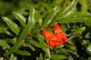 'Nanum' Flower and Leaf