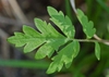 Phacelia bipinnatifida