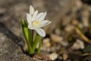 Strappy leaves & white flowers. Petals with blue median stripe.