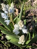 Strappy leaves & white flowers. Petals with blue median stripe.