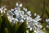 Strappy leaves & white flowers. Petals with blue median stripe.
