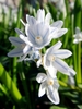Strappy leaves & white flowers. Petals with blue median stripe.