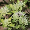 Flower buds
