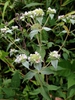 Pycnanthemum muticum