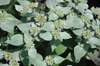 Pycnanthemum muticum