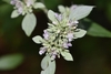 Small flowers surrounded by whitish leafy bracts