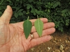 Front and back of leaf