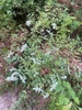 Form in bloom