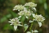 Several clusters of flowers