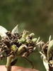Brown oval nutlets formin